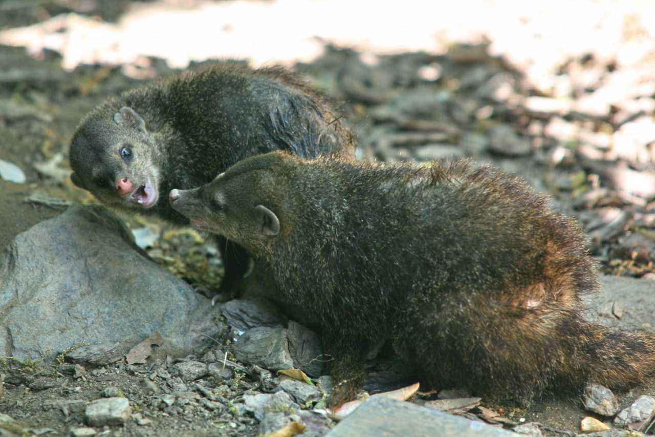 Длинноносый кузиманзе crossarchus obscurus