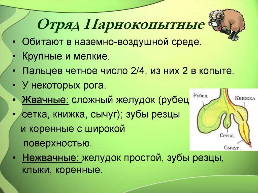Парнокопытные Artiodactyla - это в основном средние и крупные животные с длинной мордой и рогами Общее число известных видов около 220, они объединены в 3 подотряда: Нежвачные, Жвачные и Мозоленогие Систематика отряда Парнокопытные