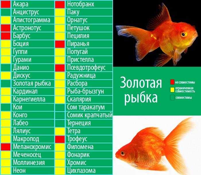 Гуппи - 11 интересных фактов о самой популярной аквариумной рыбке
