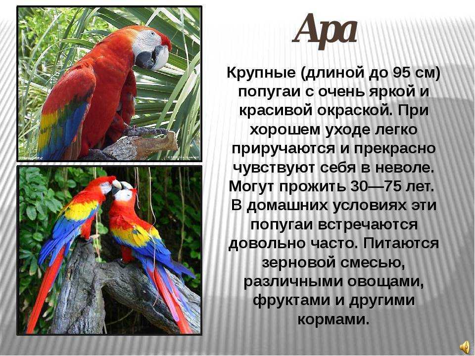 Виды попугаев ара