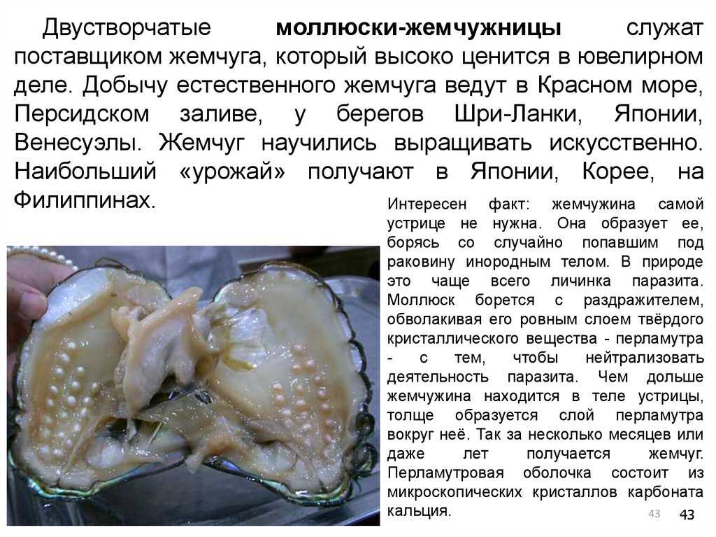 Жемчуг