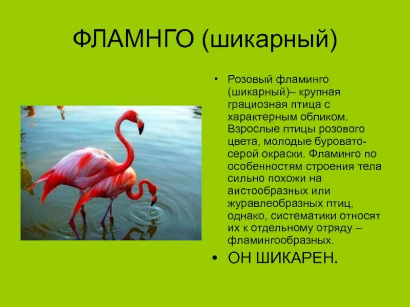 Всё самое интересное о фламинго
