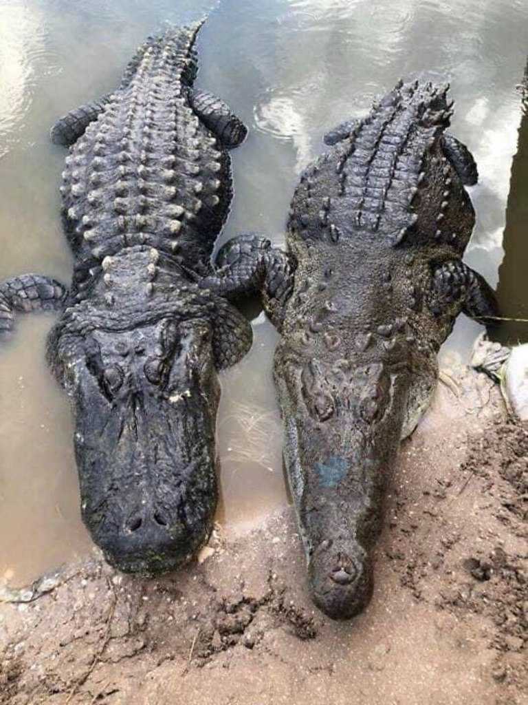 Гладколобый кайман