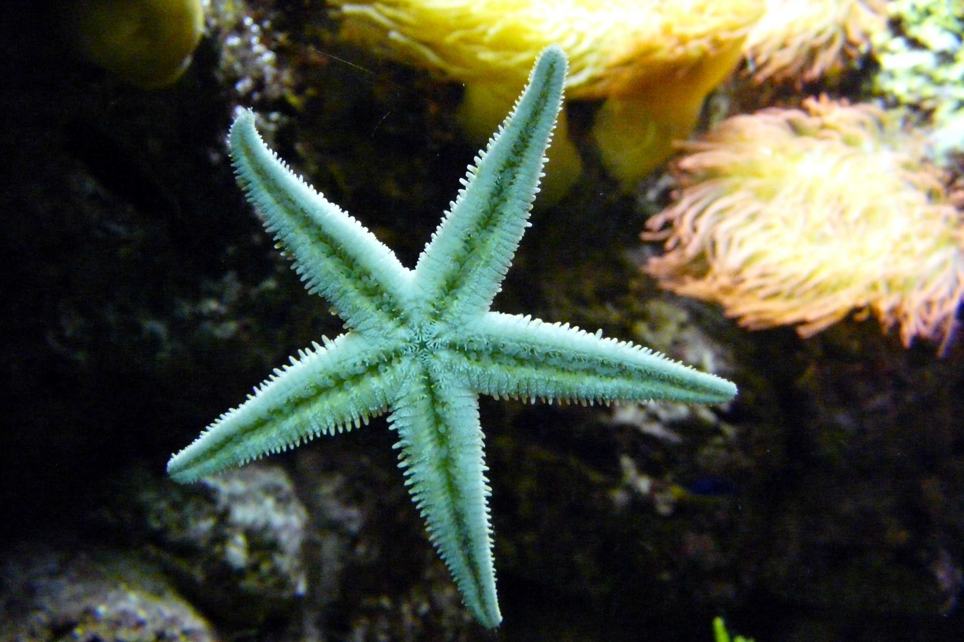 Морские беспозвоночные гамова