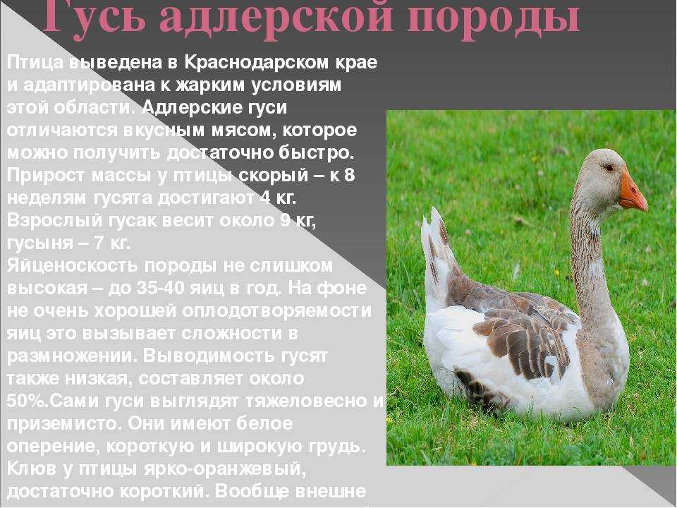Крупная серая порода гусей: описание, выращивание и уход