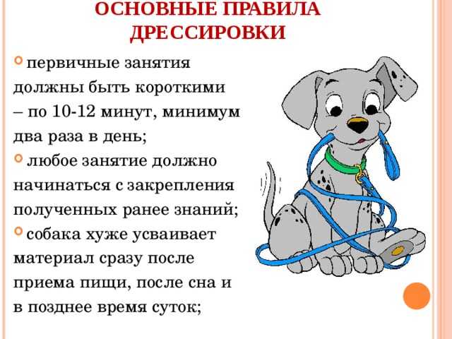 Дрессировка собак: как тренировать животное, выбор кинолога или самостоятельные занятия, основные правила и ошибки