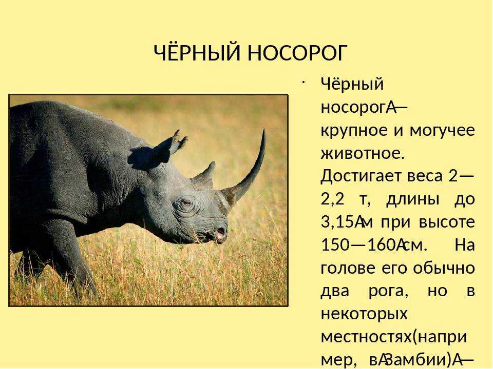 Птица носорог