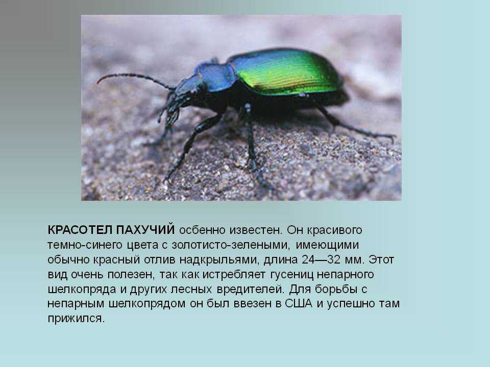 Жужелица кавказская carabus caucasicus