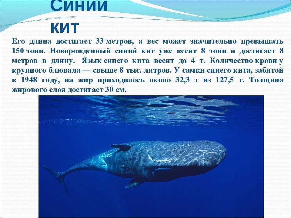 Серый кит (фото): как выглядит, где обитает, чем питается и интересные факты