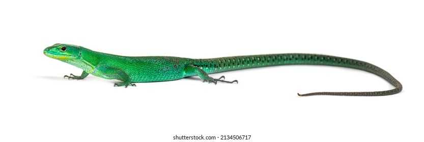 Гастрофолис - gastropholis