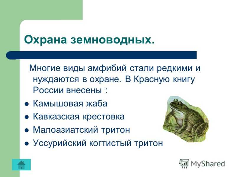 Жаба – описание, виды, где обитают, чем питаются, фото
