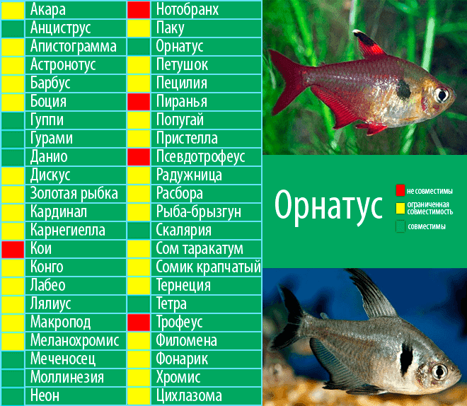 Барбус мутант: фото, содержание, совместимость, разведение