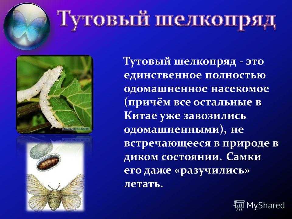 Тутовый шелкопряд: интересные факты и фото | vivareit