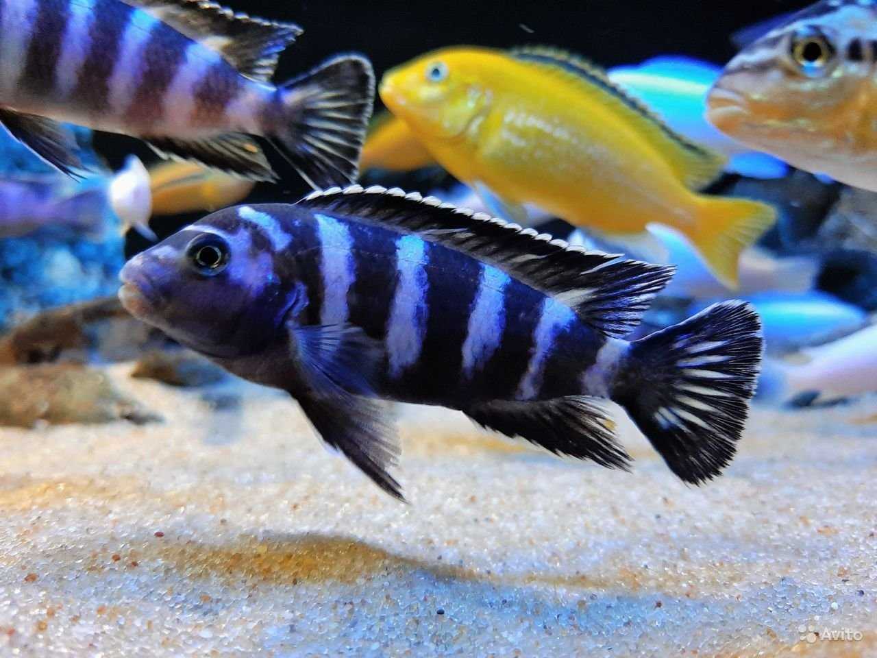 Зебрасома парусная дежардена (zebrasoma desjardinii)