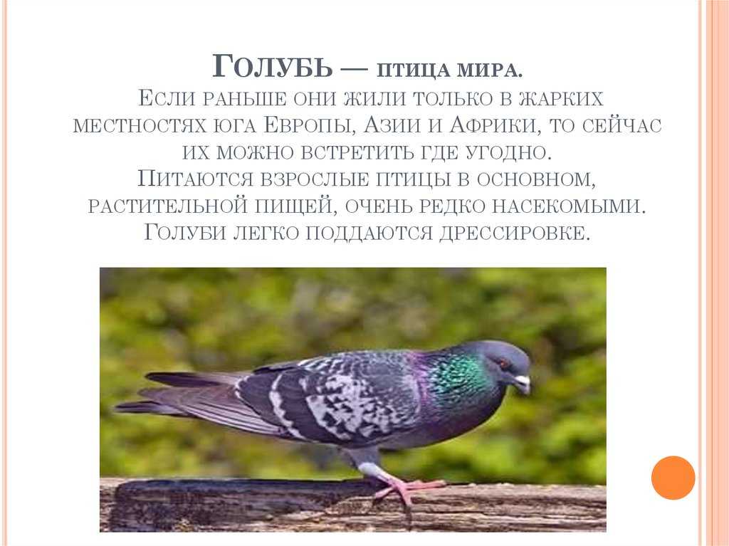 Дикие и лесные голуби: обзор и описание видов