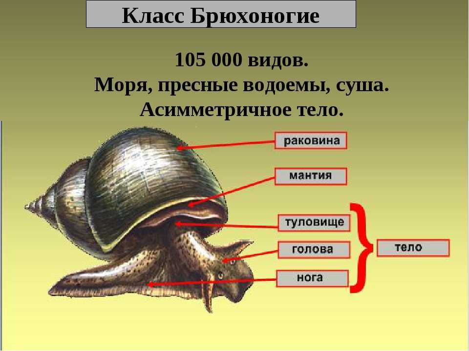Тип моллюски. класс брюхоногие. класс двустворчатые. класс головоногие. – биология-репетитор – kaz-ekzams.ru
