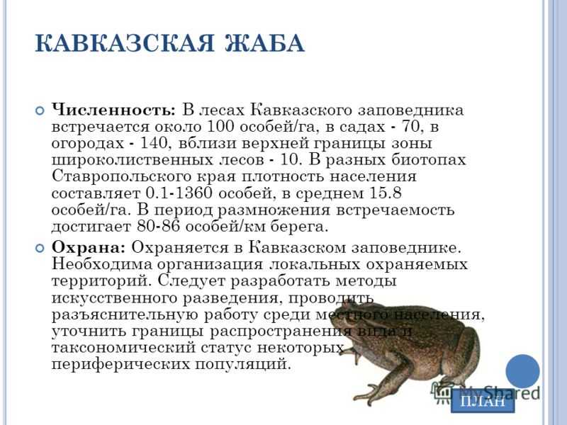 Кавказская, или колхидская жаба Bufo verrucosissimus - эндемичный реликтовый вид Основная часть ее ареала сосредоточена на западе Кавказа Длина ее тела может достигать 17 см Сверху она чаще всего серого или коричневого цвета, с темными пятнами