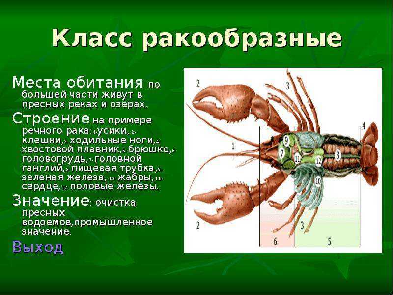 Семейство лемурообразные, или лемуриды (lemuroidea). приматы