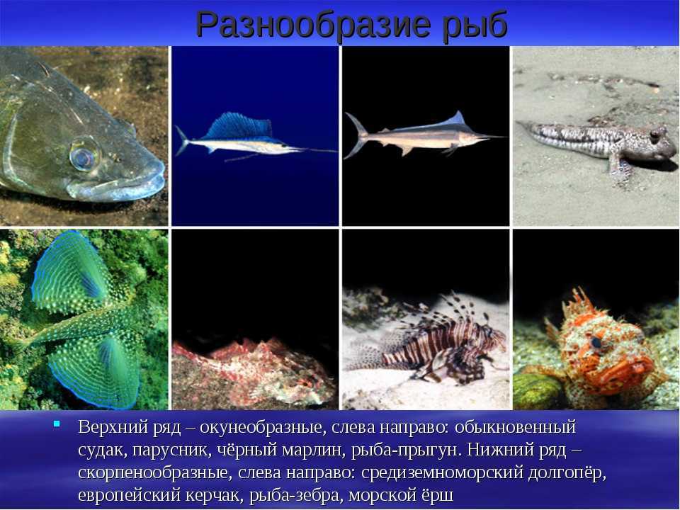 Иглобрюхообразные фото, названия, описание