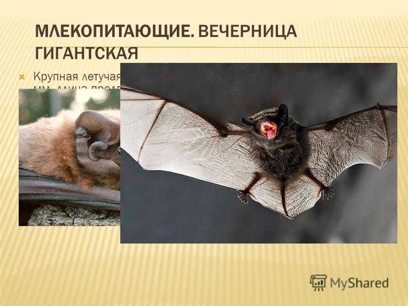 Летучая мышь