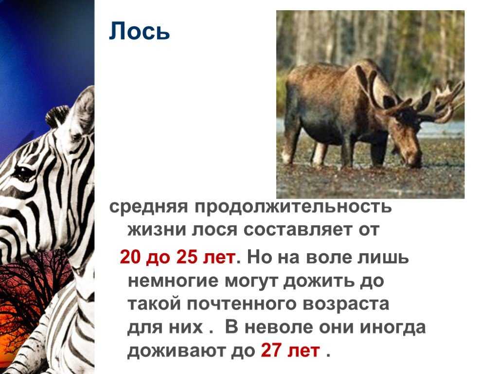 Повадки лосей - питание, образ жизни, размножение. что едят лоси зимой и летом?