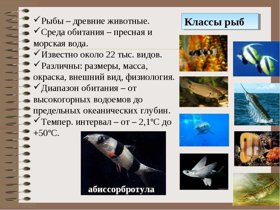 Ставрида: польза, вред и калорийность | food and health