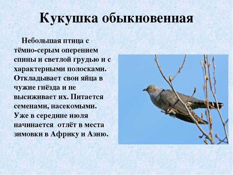 О птице черном дрозде: как выглядит самка и самец, где зимует, чем питается
