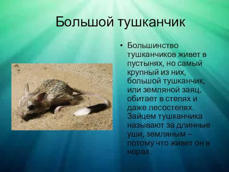 Тушканчик: содержание в условиях дома