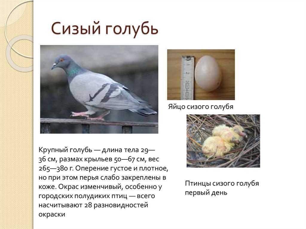 Голубь сизый — ртищевская энциклопедия