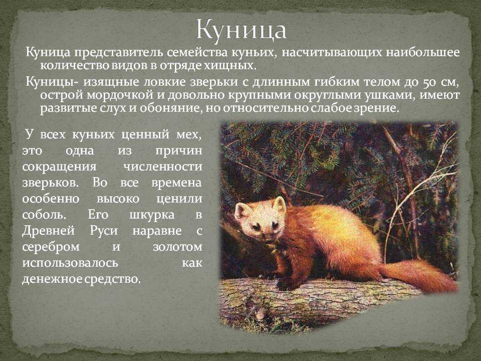 Иноземные звери куньего семейства. мир животных. том 1 [рассказы об утконосе, ехидне, кенгуру, ежах, волках, лисах, медведях, леопардах, носорогах, гиппопотамах, газелях и многих других