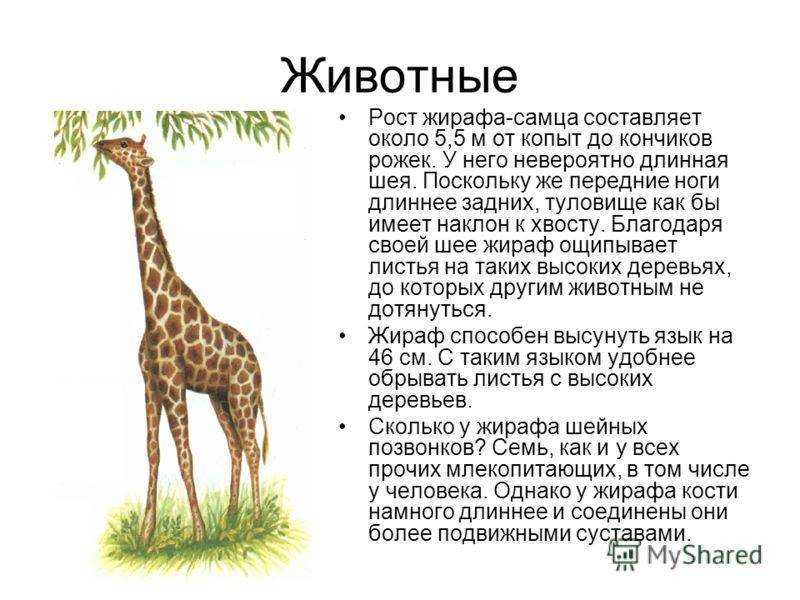 Жираф: внешний вид, фото, особенности, интересные факты, среда обитания