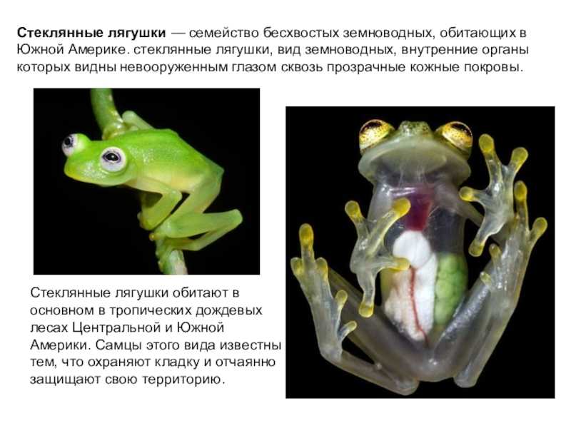 Винный узкорот | мир животных и растений
