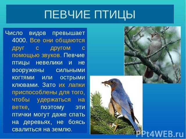 Птицы с красной грудкой и брюшком: не снегирь, похожа на воробья