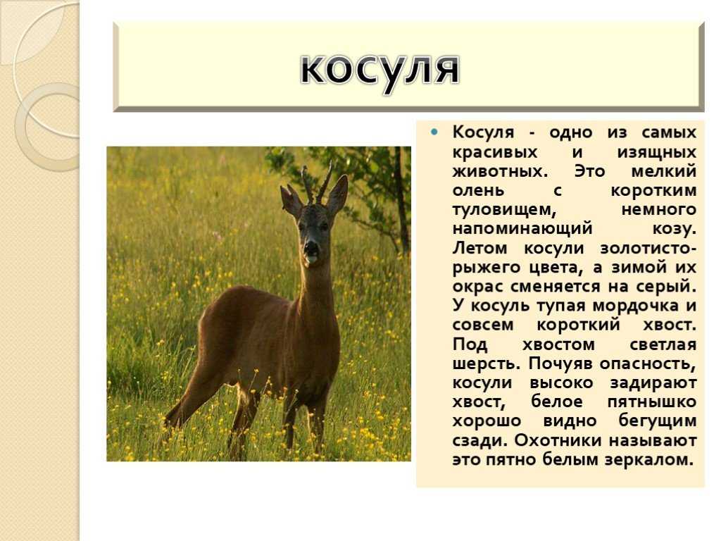 Косуля: описание животного, чем питается, где живут и сколько