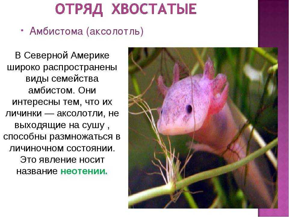 Амбистомы: их разновидности и образ жизни