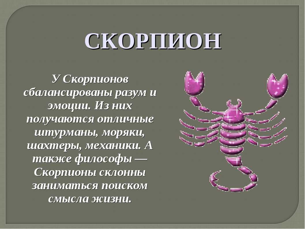 Виды скорпионов, какие бывают, какие самые опасные