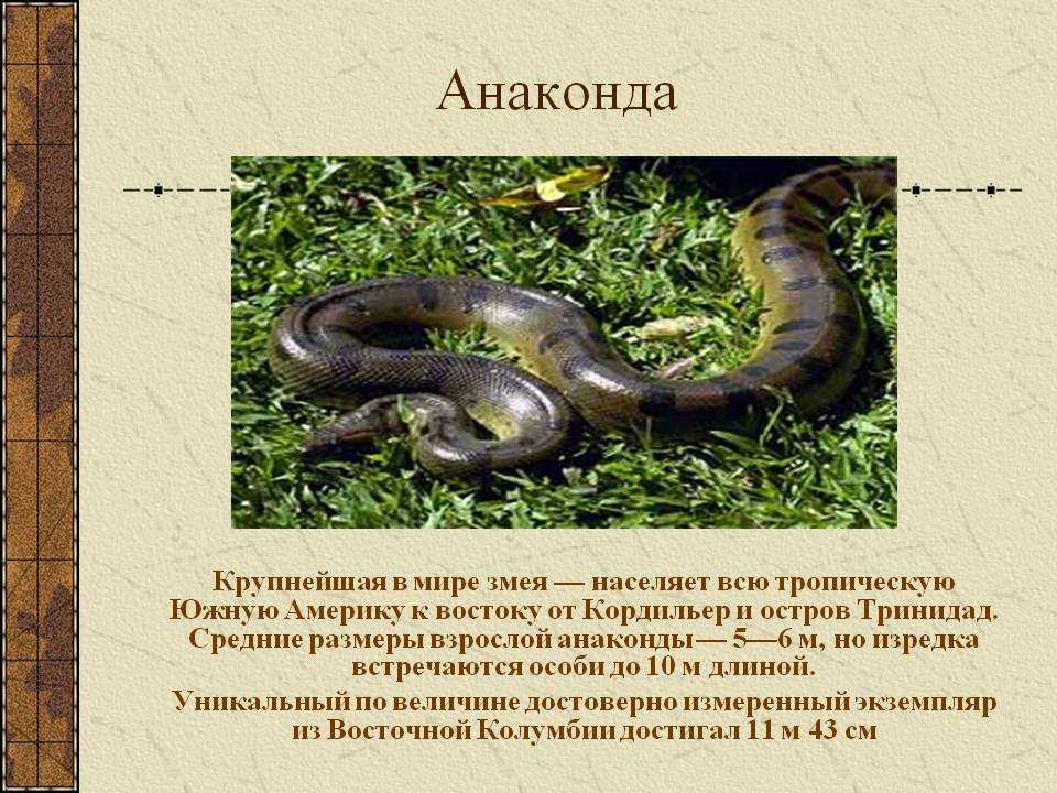 Интересные факты об анакондах