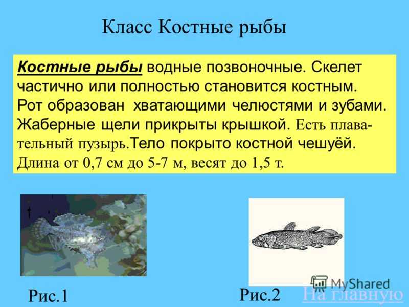 Муниципальное автономное общеобразовательное учреждение – лицей № 62