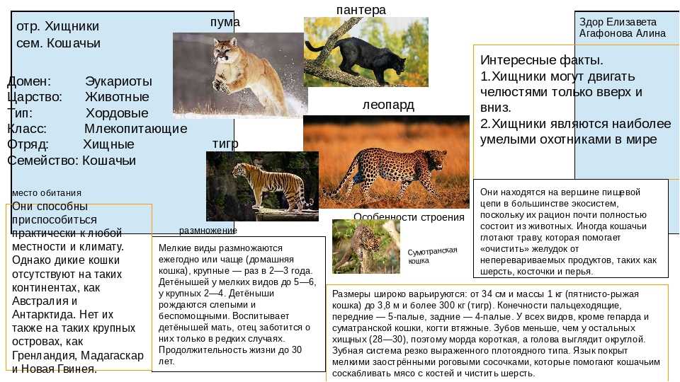 Сурок (marmota): интересные факты, фото, виды