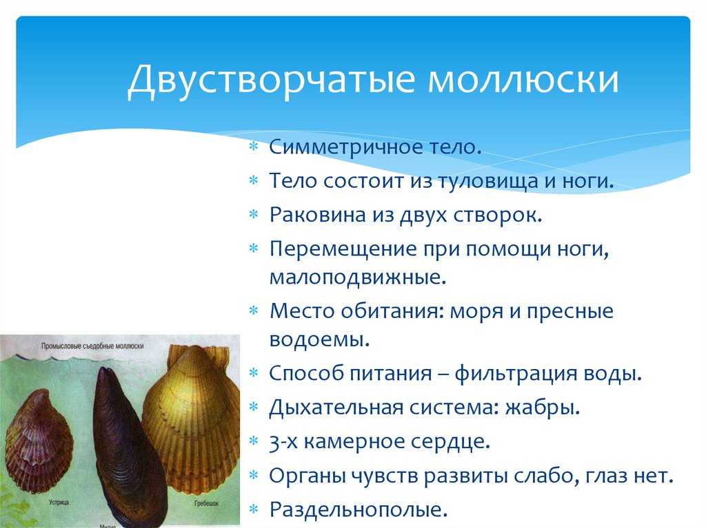 Биотехнология специализированных продуктов питания на основе морских гидробионтов – двустворчатых моллюсков анадары броутона, спизулы сахалинской, мактры китайской