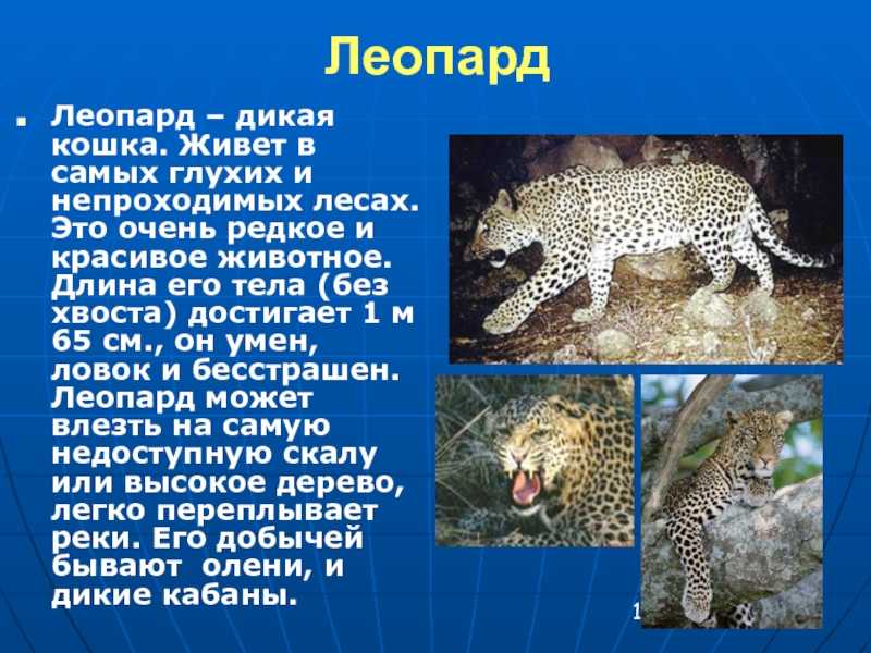 Дальневосточный леопард