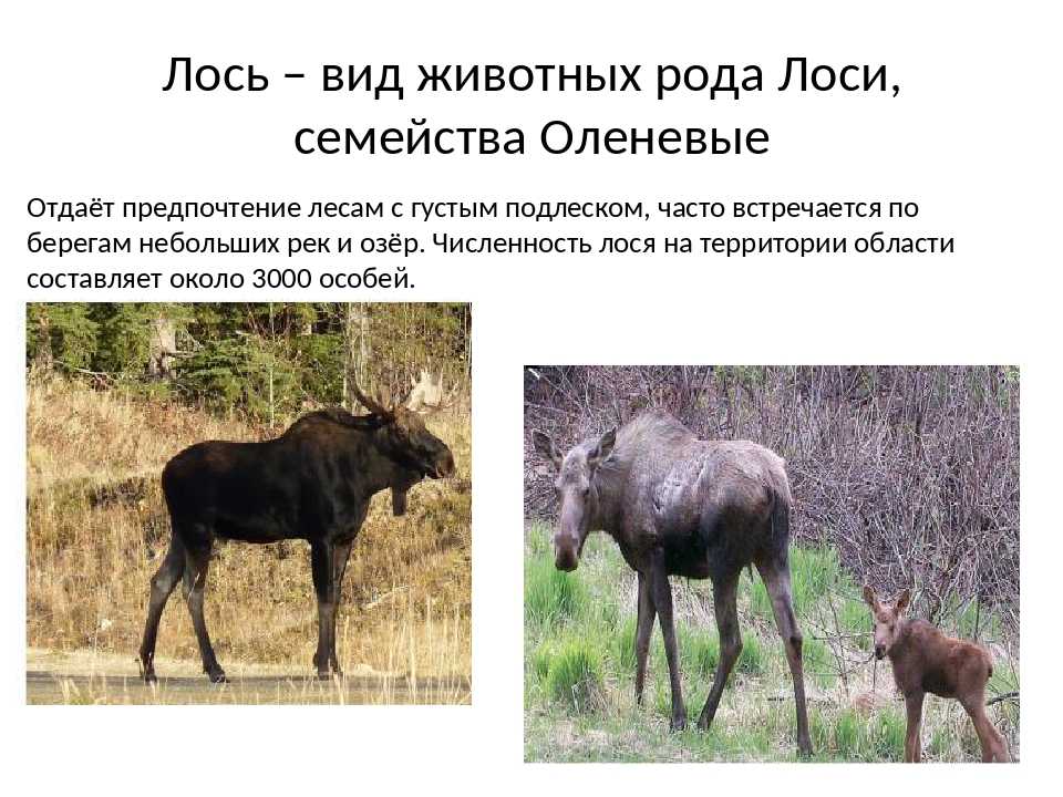 Лось: описание животного, чем питается, враги, популяция