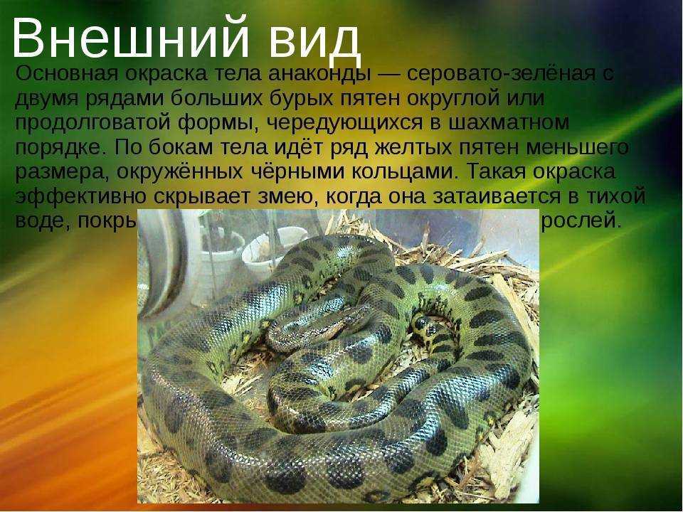 Анаконда змея. описание, особенности, виды, образ жизни и среда обитания анаконды | живность.ру