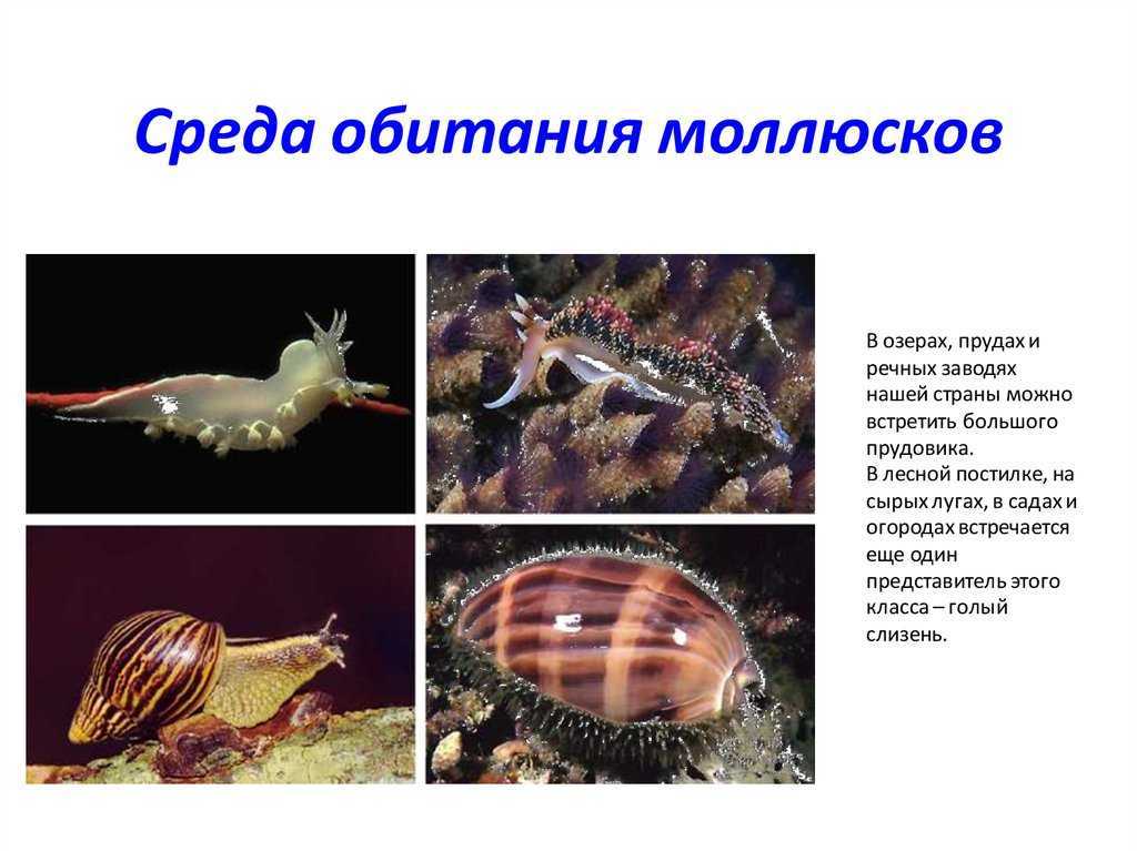 Жемчужница обыкновенная речная: места обитания моллюска