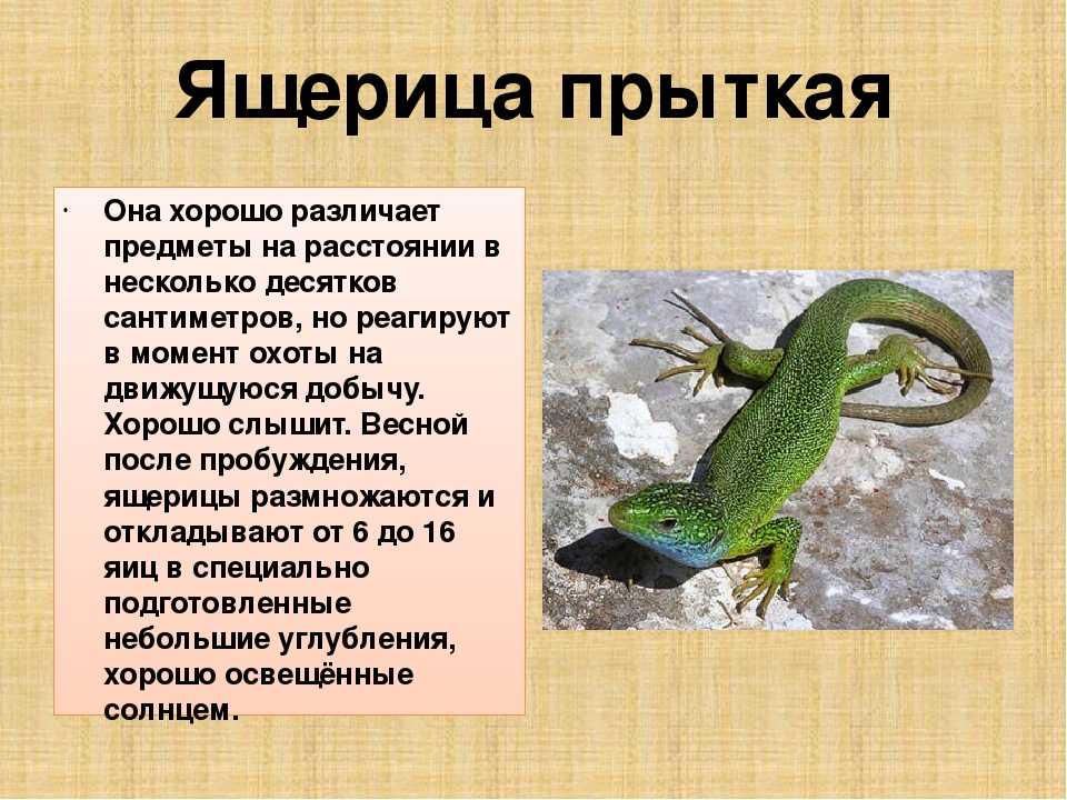 Панголины