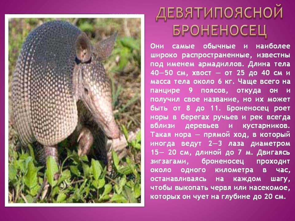 Броненосец животное материк. броненосец – вымирающее животное. социальная структура и размножение