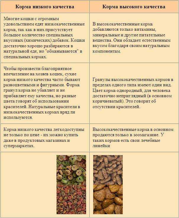 Как правильно кормить домашнего кота