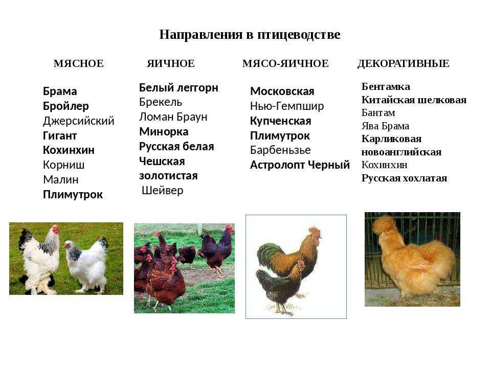 Ухейилюй (лакеданзи): черные куры китайского происхождения с необычными зелеными яйцами. характеристика и особенности породы