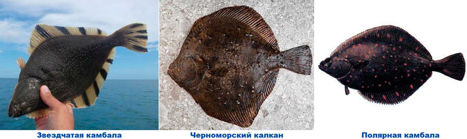 Рыба камбала — плоский обитатель дна