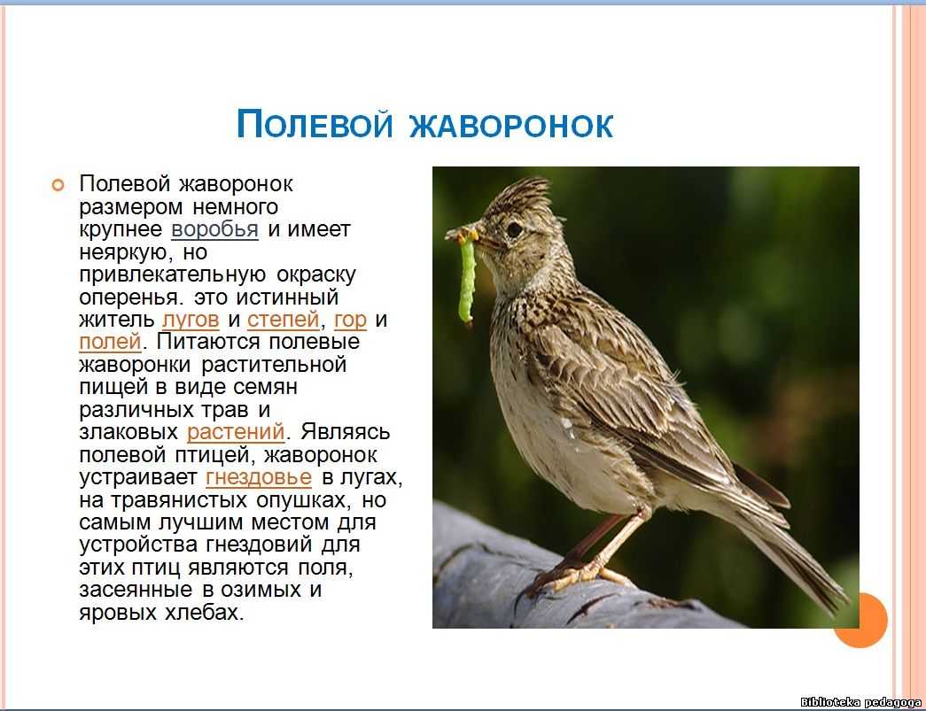 Жаворонок: описание, фото,питание,среда обитания